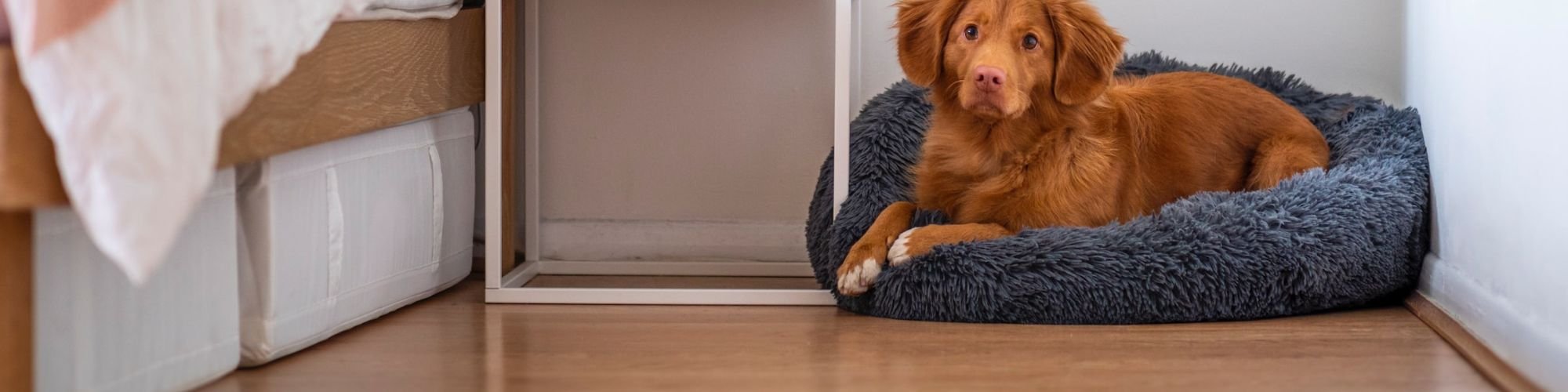 A dog sits in a bed on golden wood-look flooring in a bedroom.